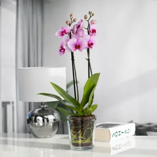 20x Osłonka na doniczkę 70530, 13,5 cm