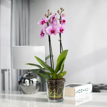 20x Osłonka na doniczkę 70530, 13,5 cm